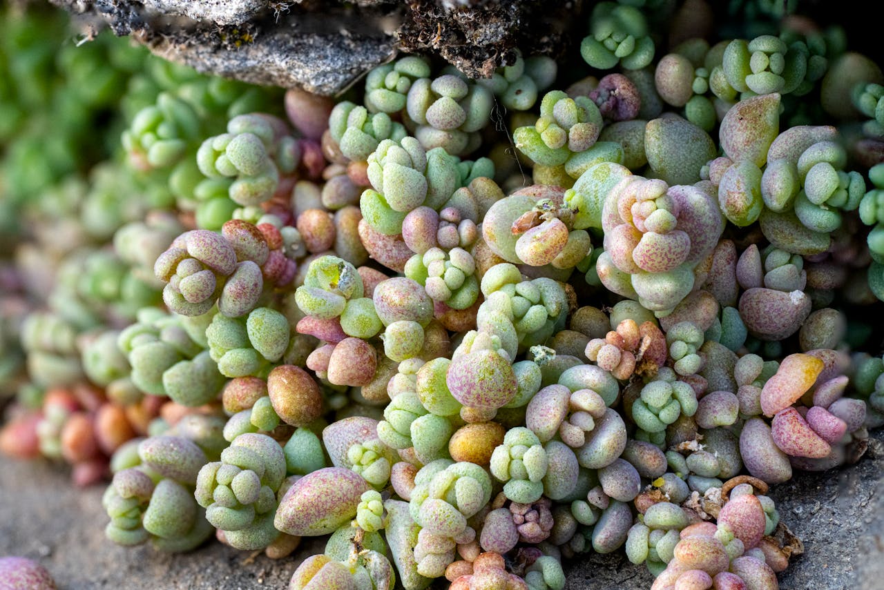 Succulent with Tiny Leaves